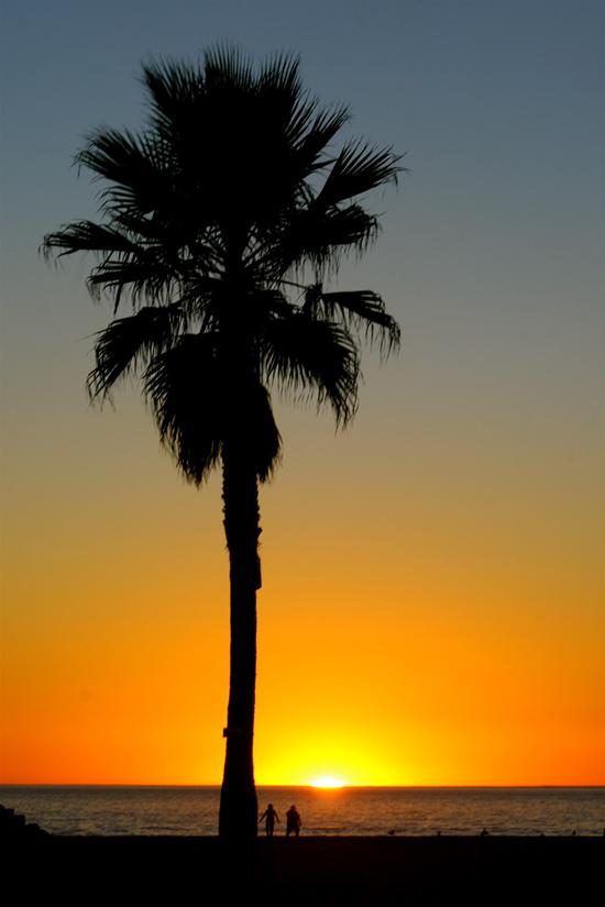 Venice Beach Palmset