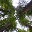 Redwoods Sky