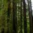 The Redwoods Forest