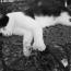 Hemingway's Cat, well 1 of 49